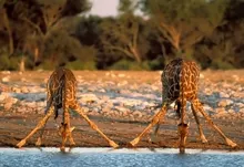 vintage giraffes 2400x1800 wallpaper Art HD Wallpaper
